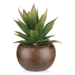 Agave in Mango Wood Pot