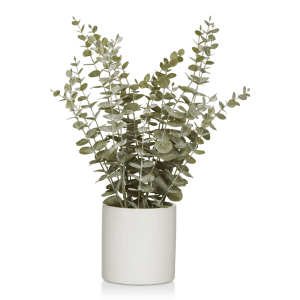 Eucalyptus in Ceramic Pot