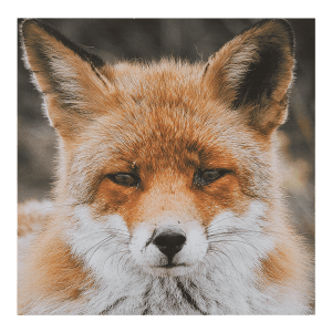 Baby Fox Printed Canvas
