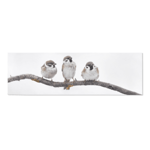 Three Little Birds Perched on Branch Printed Canvas