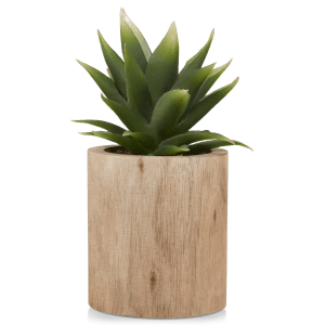 Agave in Wood Pot
