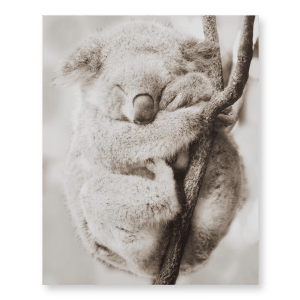 Sleeping Koala Printed Canvas