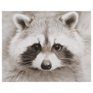 Raccoon Printed Canvas