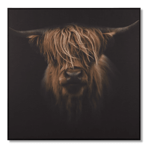 Scottish Highland Cattle Framed Printed Canvas