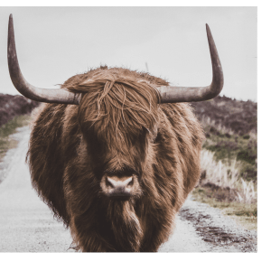 Highland Cow in Country Road Printed Canvas