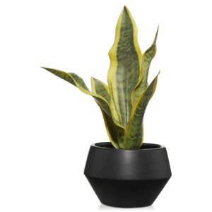 Plant in Black Ceramic Pot