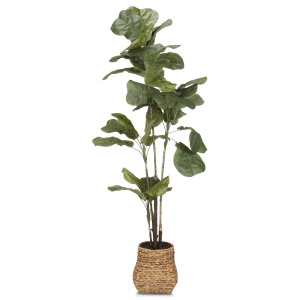 Fiddle-Leaf Fig Potted Plant