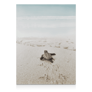 Baby Turtle on Beach Printed Canvas