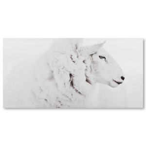Soft White Lamb Printed Canvas