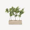 3 Eucalyptus Plants in Natural Wooden Box