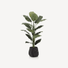 Ficus in Black Rattan Pot