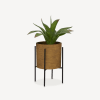 Plotted Plant on Stand