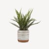 Two-Tone Ceramic Potted Fern