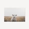 Lamb in Field Printed Canvas