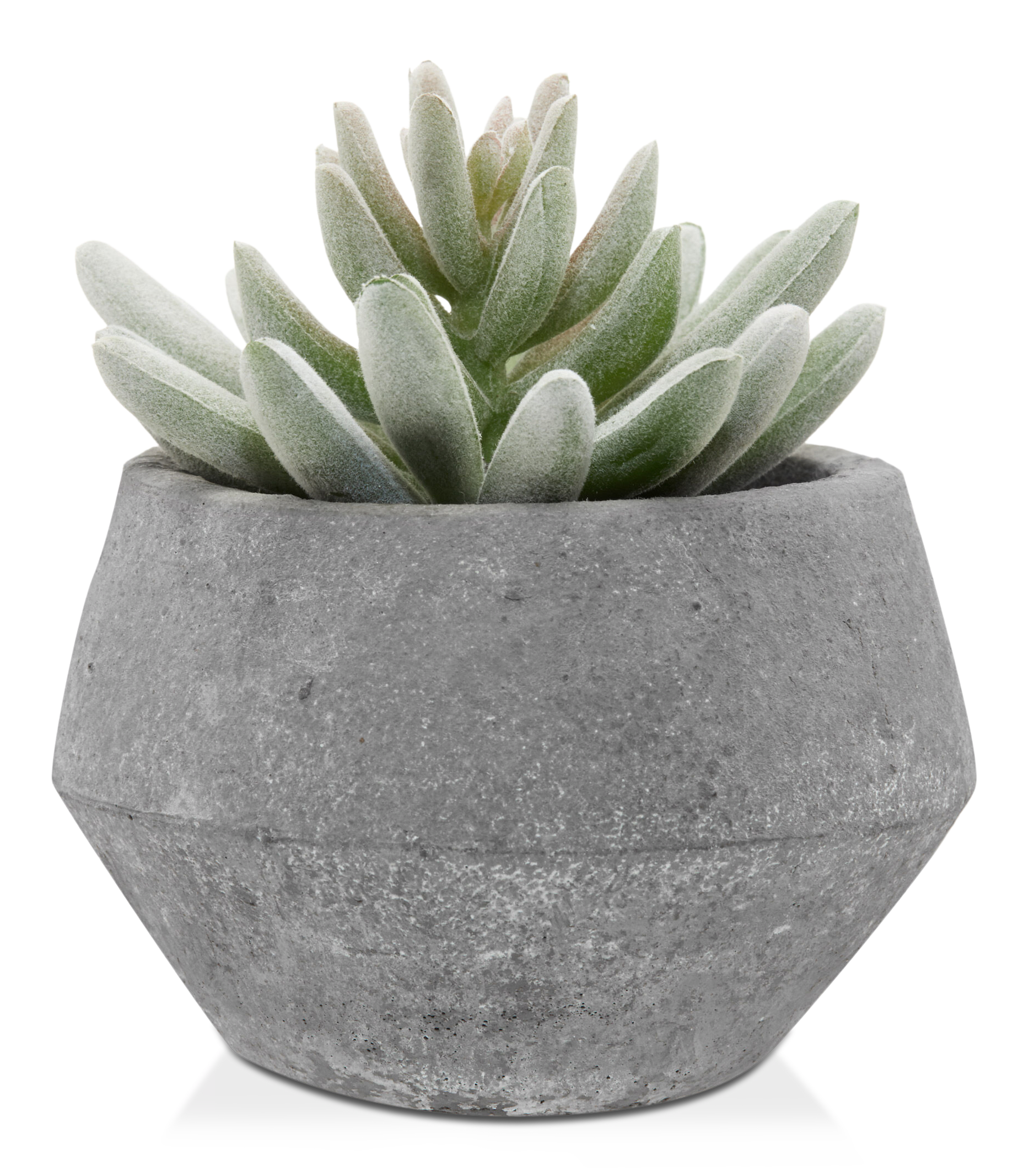 Cement Potted Succulent