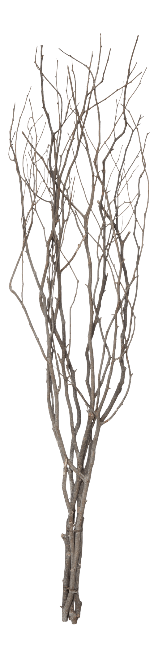 Branches décoratives