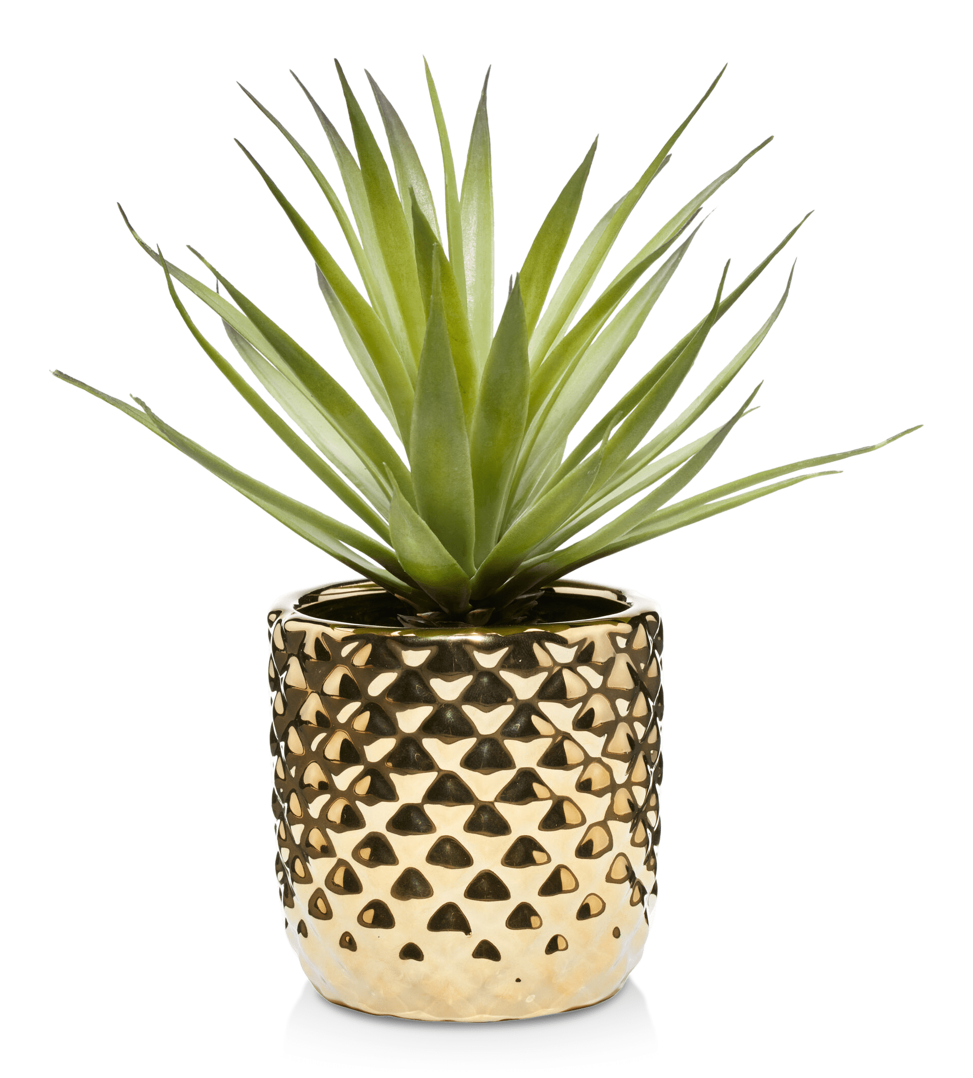 Plante succulente dans un pot céramique dorée