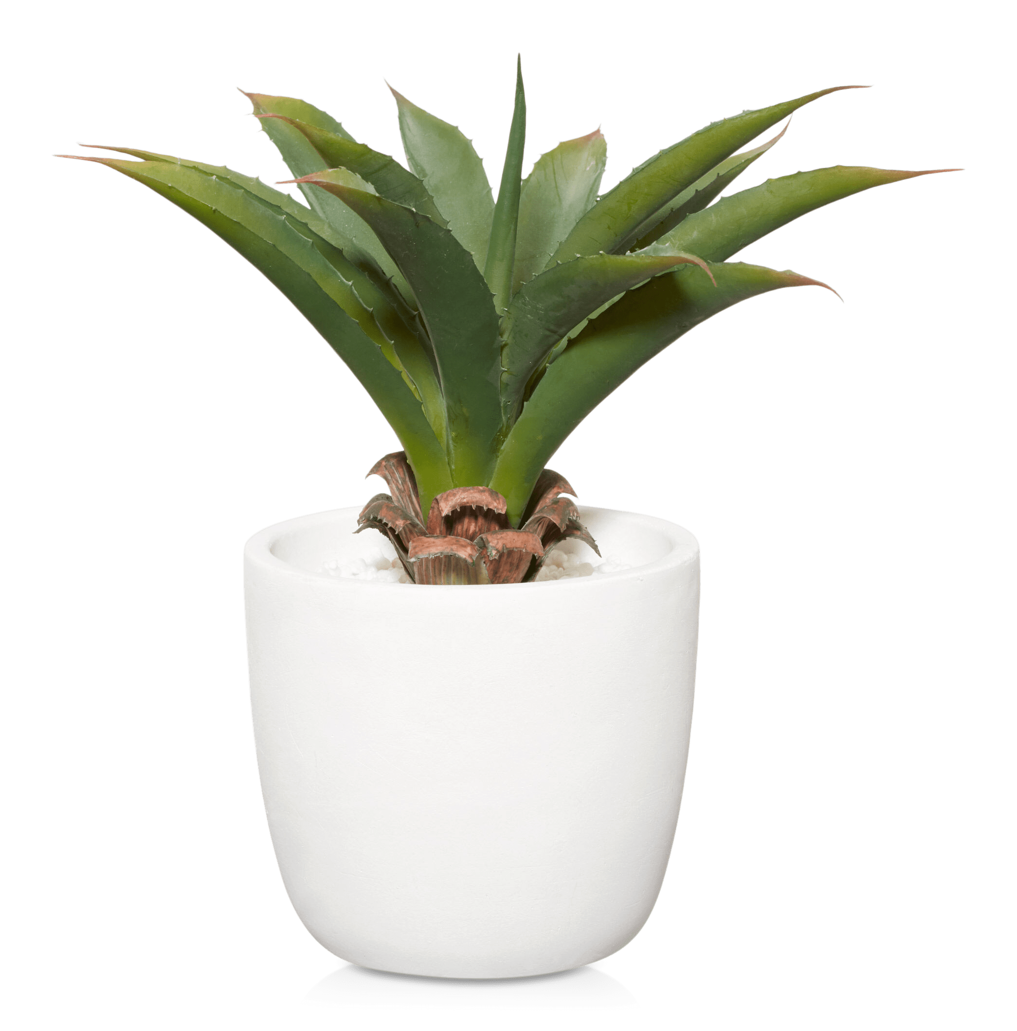 Cement Potted Aloe
