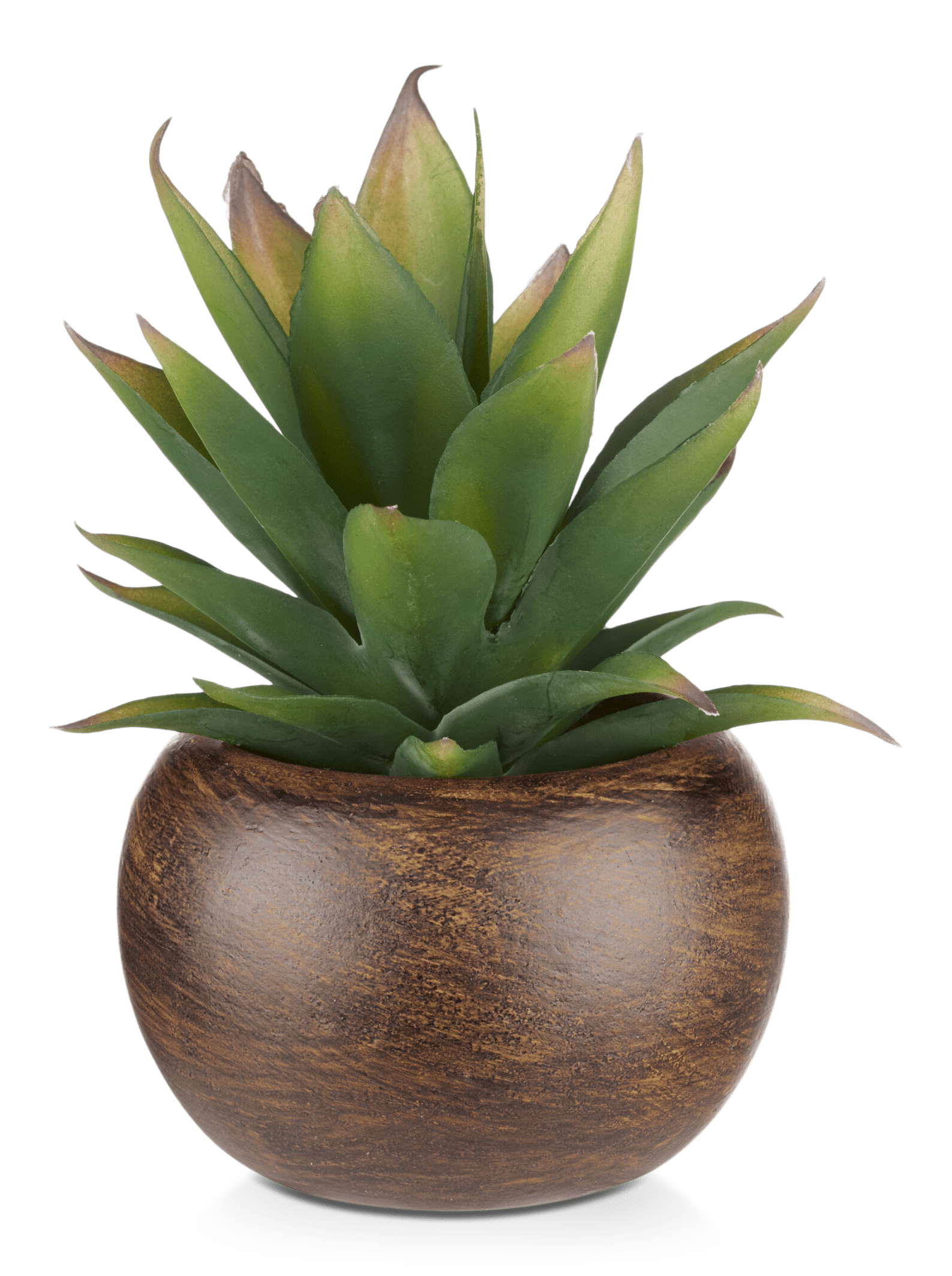 Agave avec pot en bois de manguier