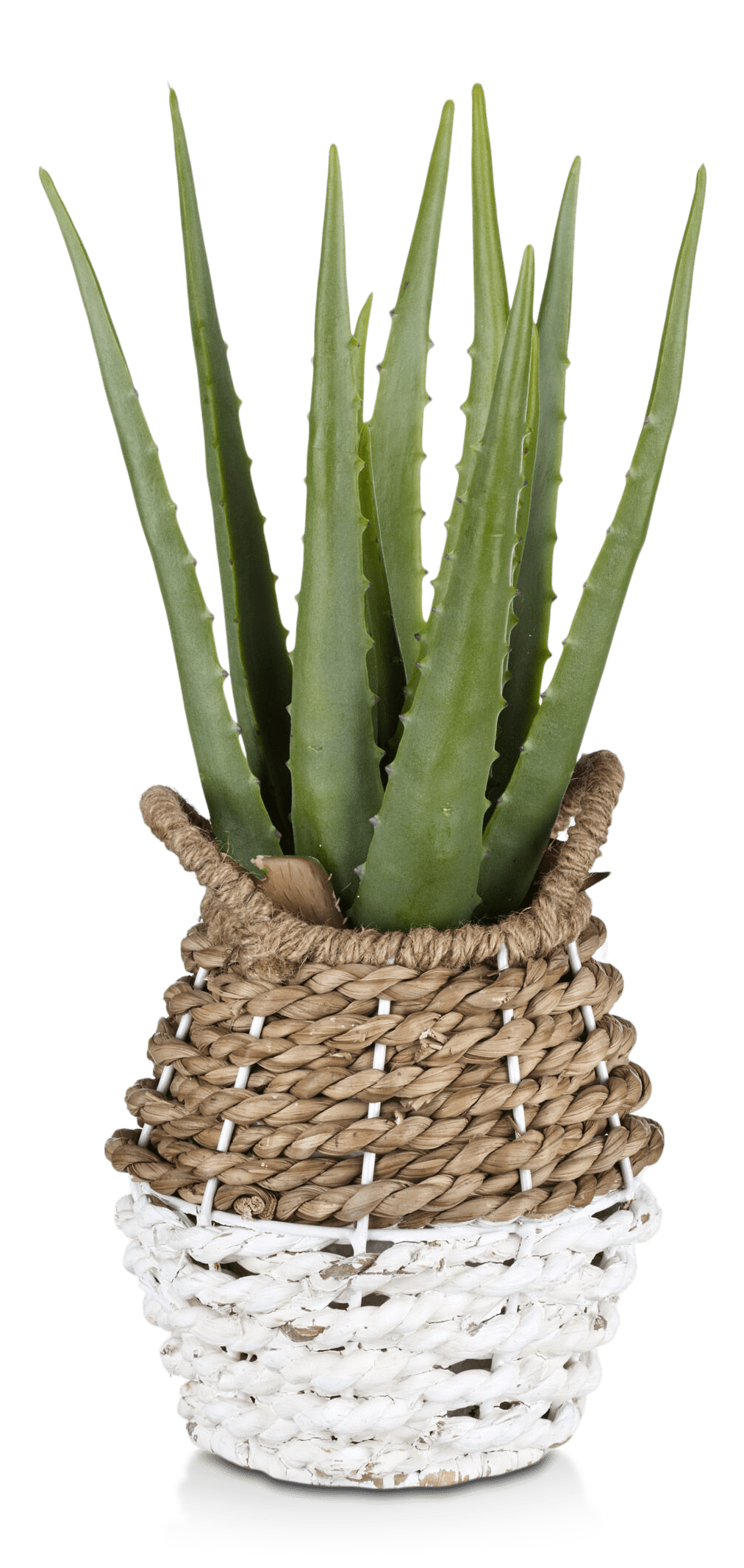 Aloe in Two-Toned Rattan Basket