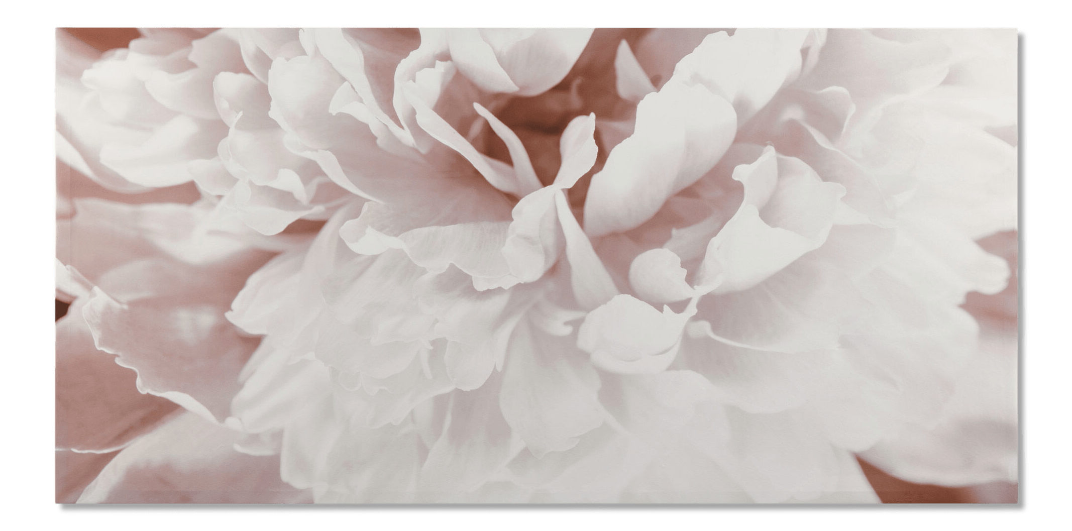 Tableau imprimé fleur rose