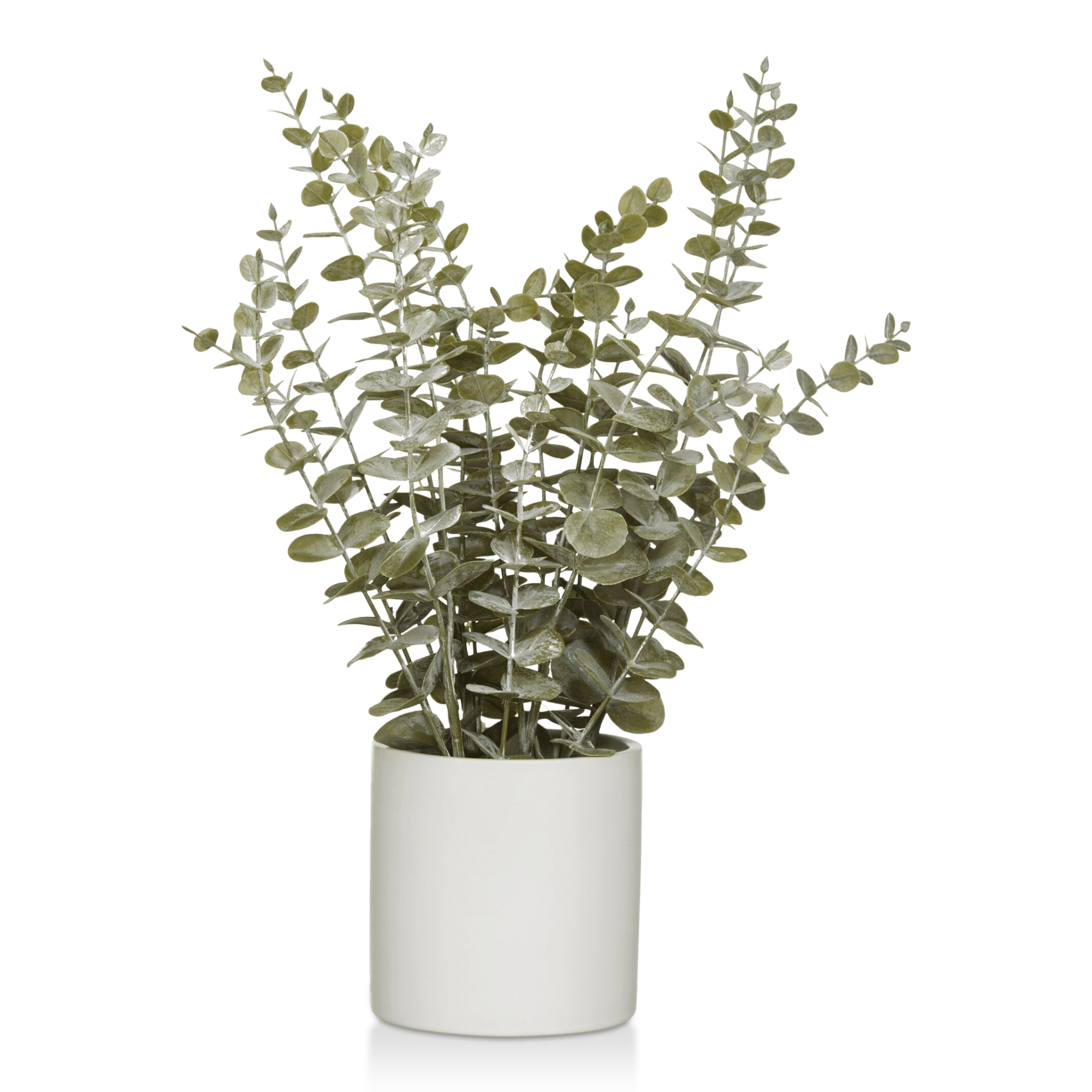 Eucalyptus dans un pot de céramique