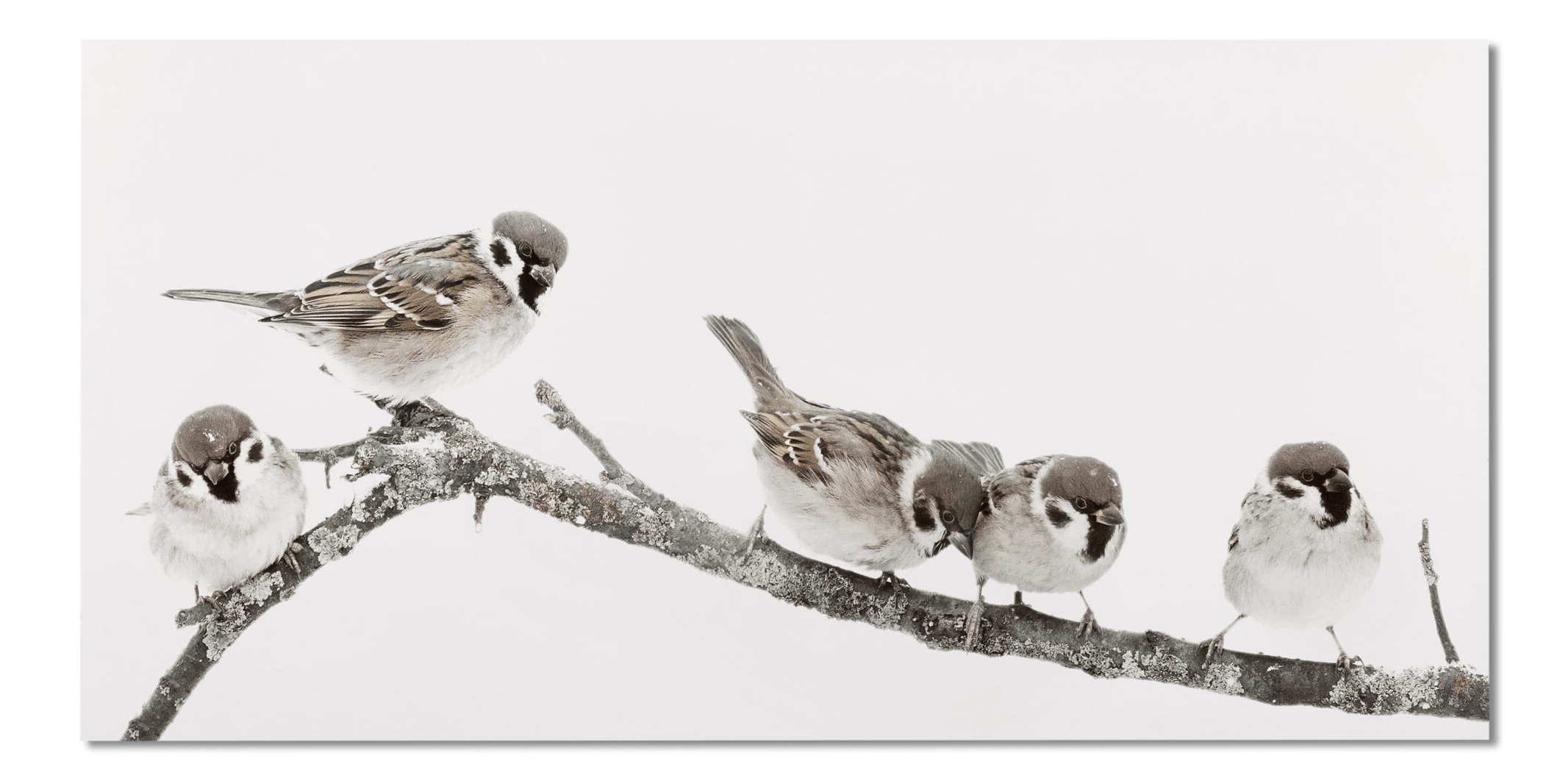Tableau imprimé de petits oiseaux perchés