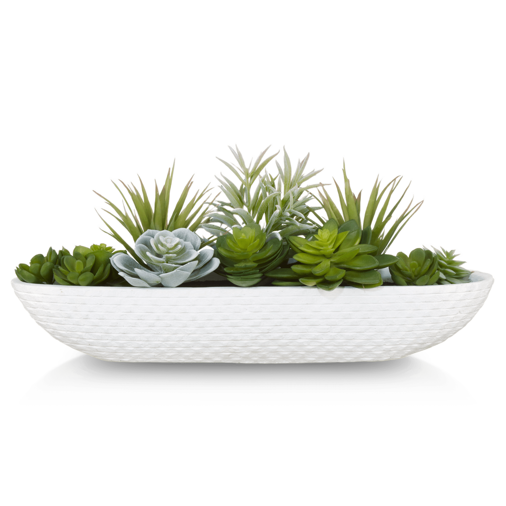Succulents in Cement Tray
