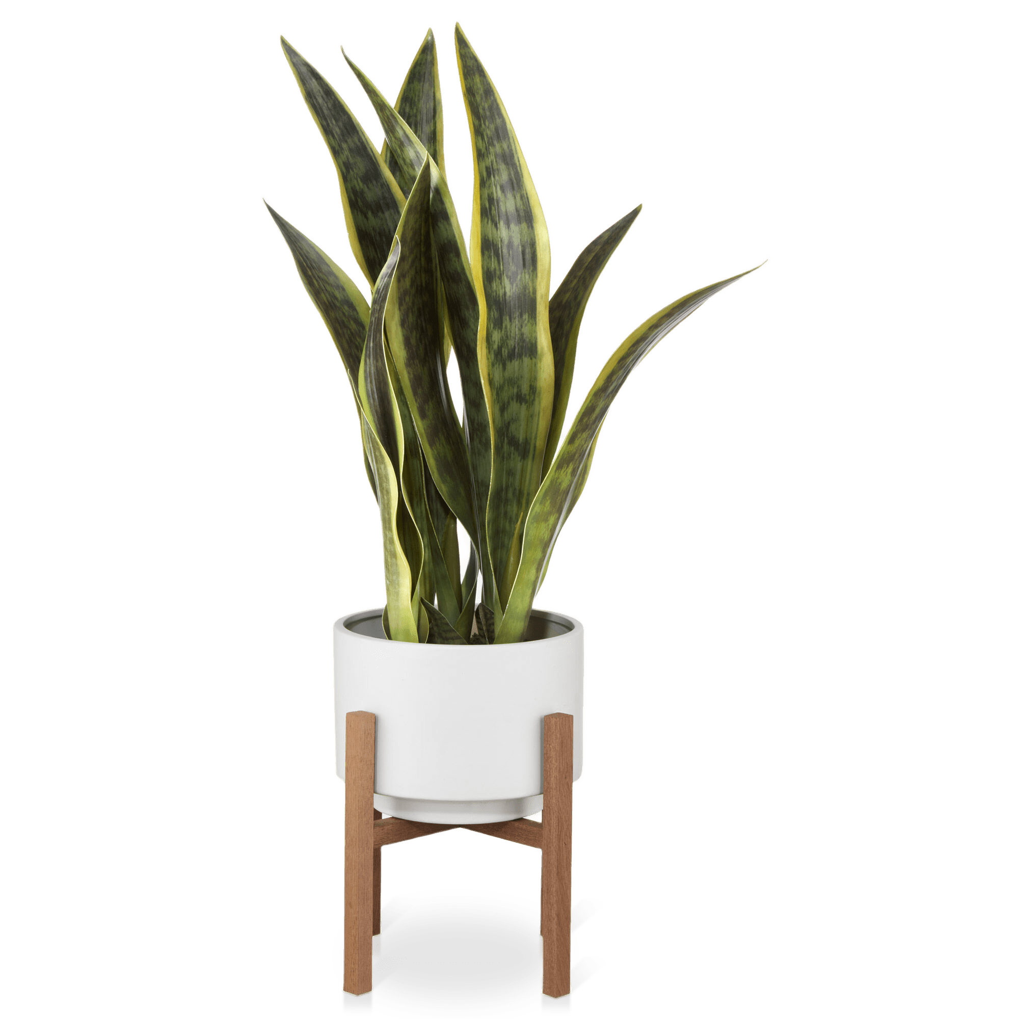Plant on a Wood Stand