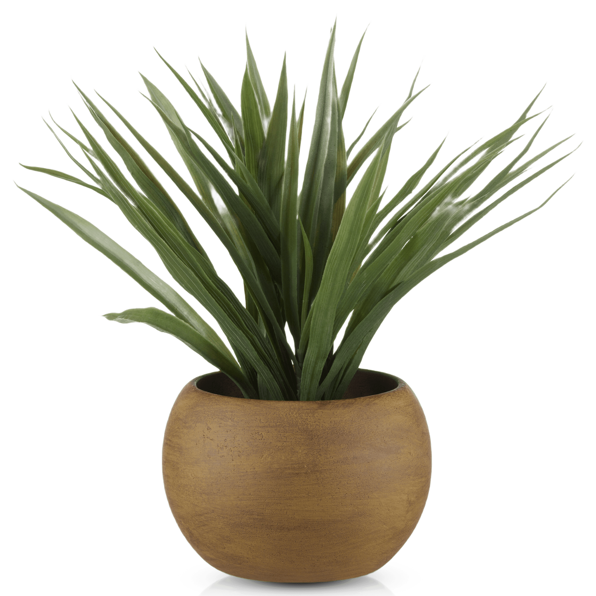 Lemongrass Plant in Wood Pot