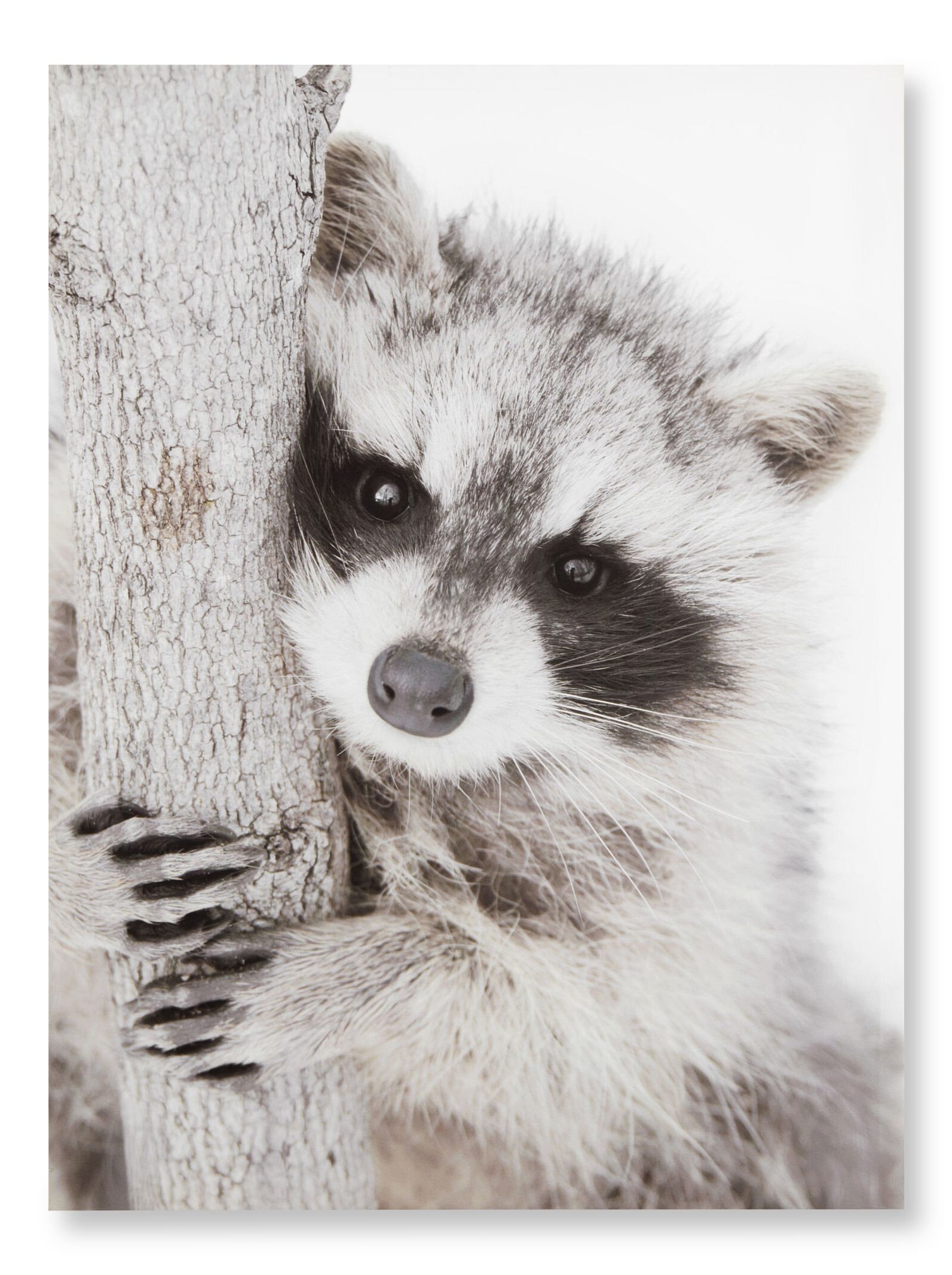 Raccoon Printed Canvas