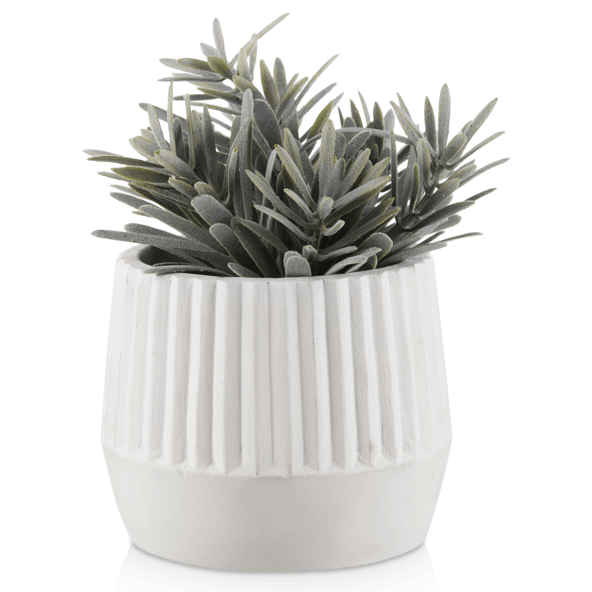Plante succulente dans un pot en céramique