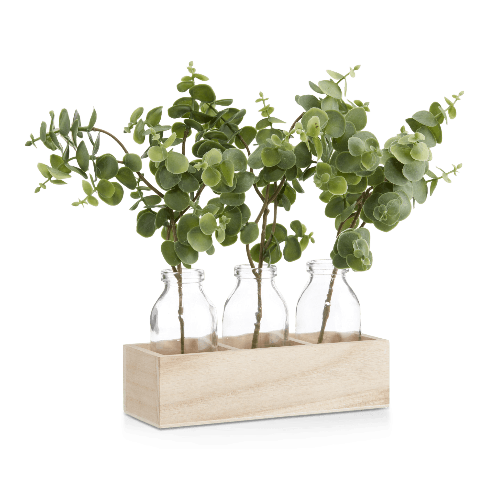 3 plants d'eucalyptus dans un pot en bois naturel