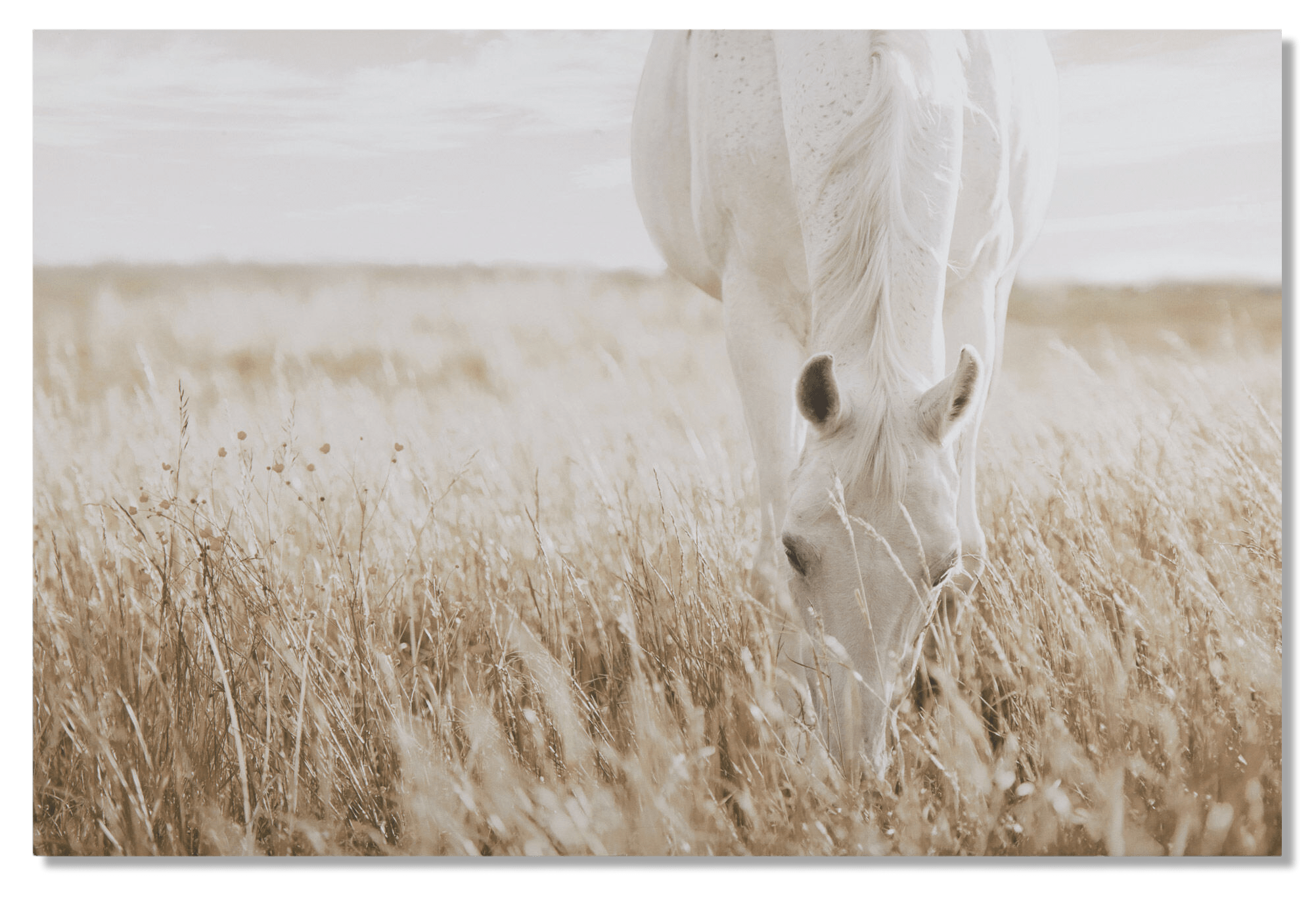 Horse in Field Printed Canvas