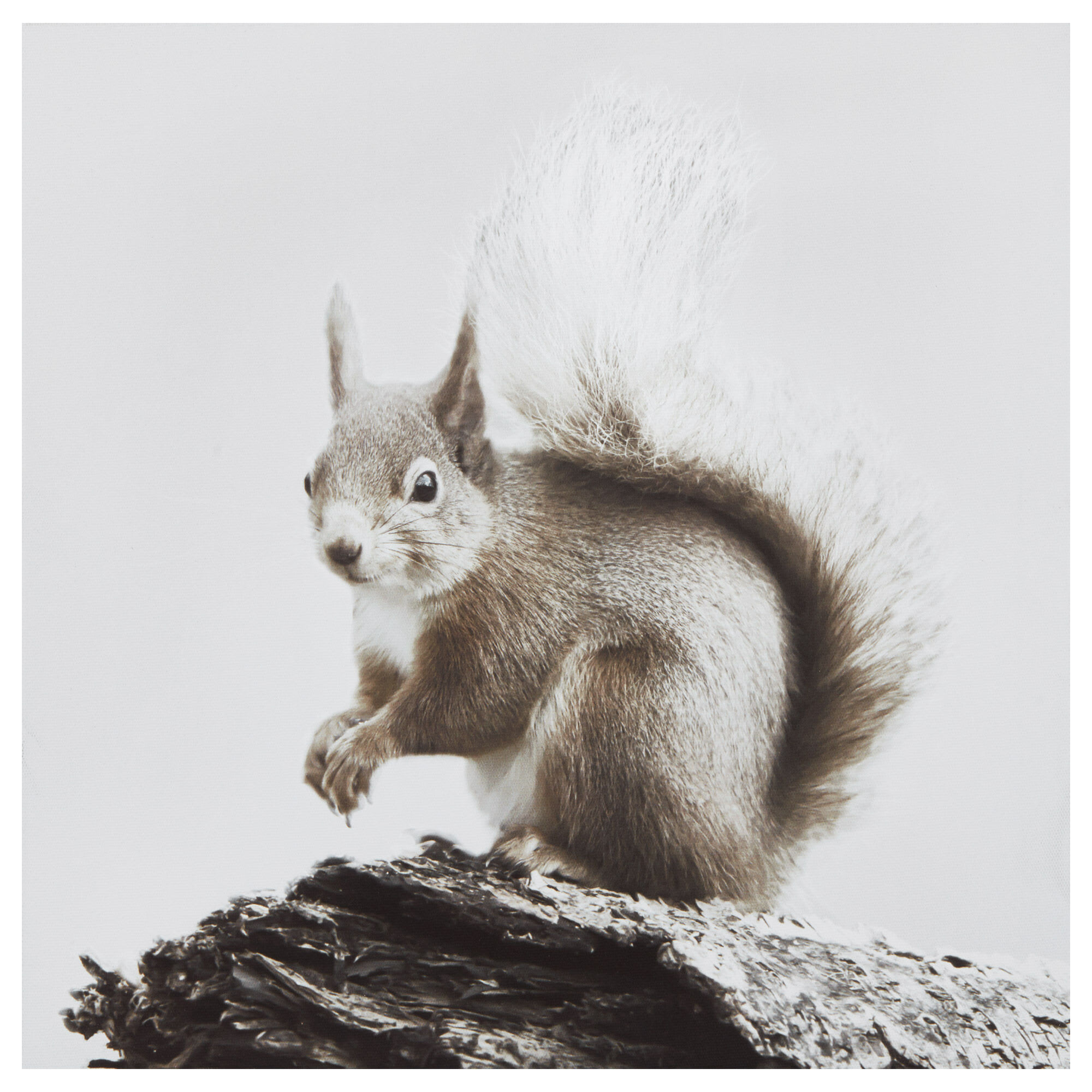 Squirrel on Branch Printed Canvas