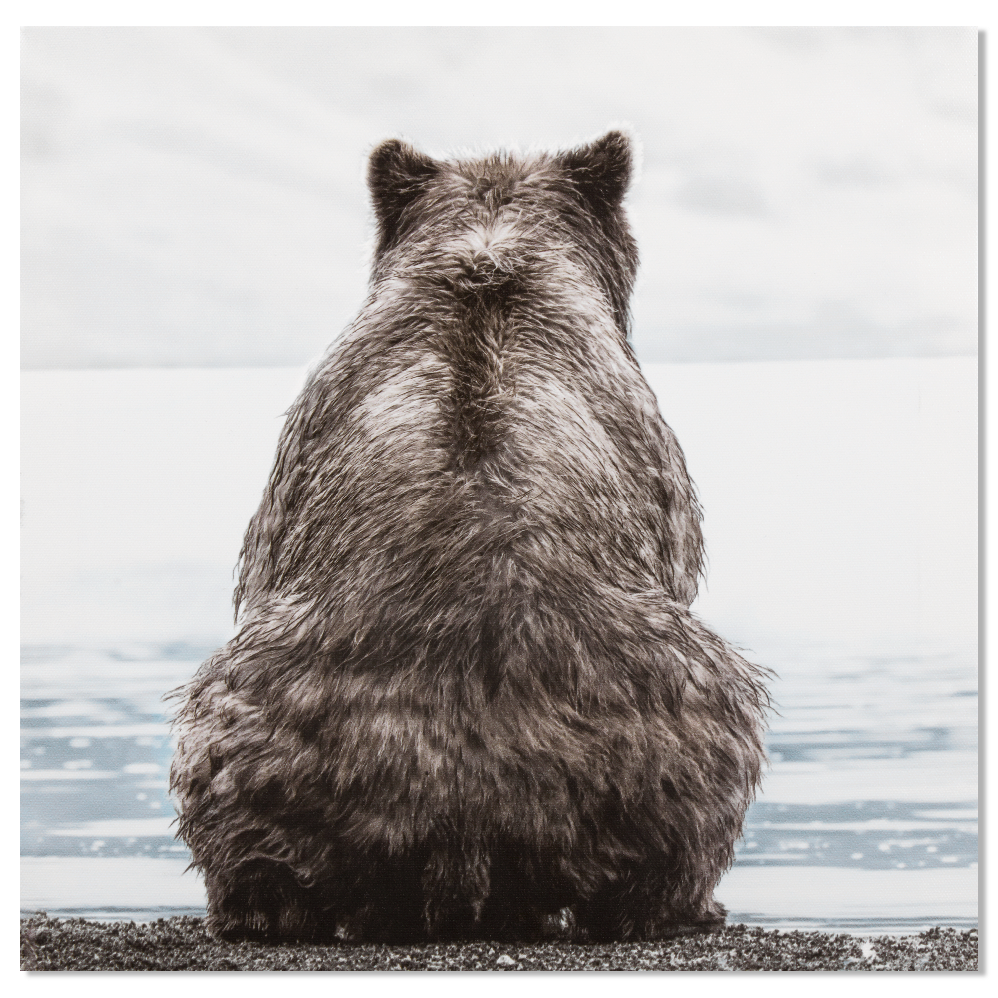 Staring Bear on Lake Printed Canvas