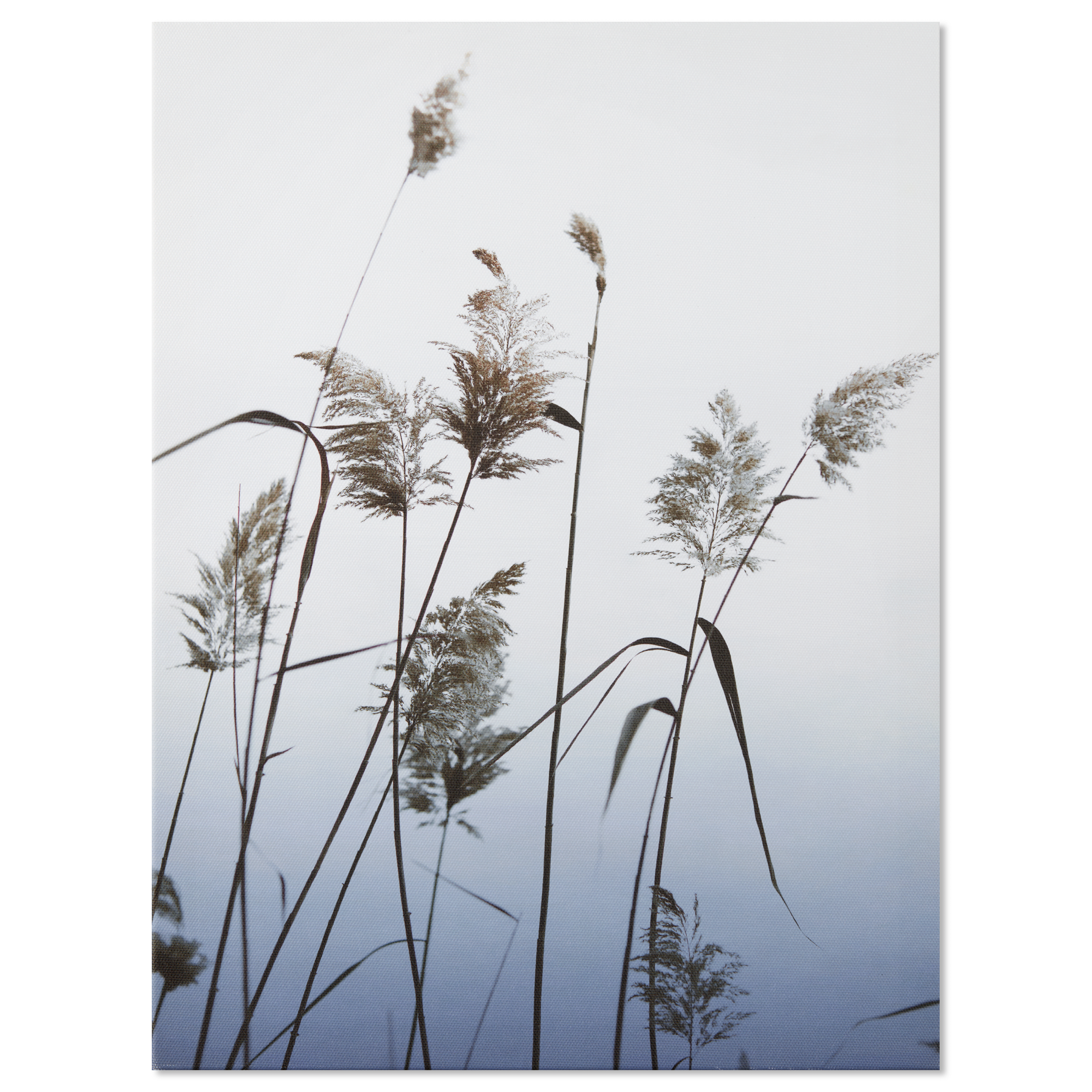 Pampas Stems on Blue Background Printed Canvas