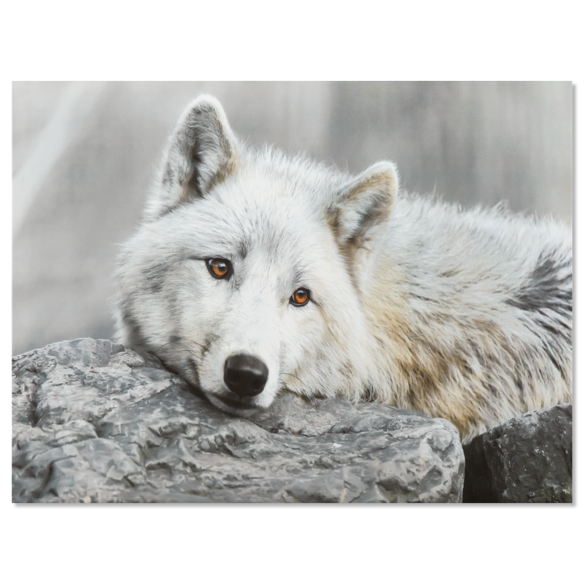 Pensive White Wolf Printed Canvas