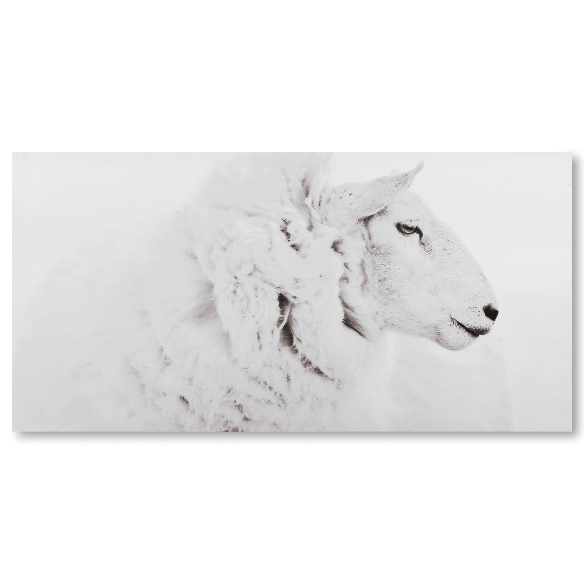 Tableau imprimé agneau blanc doux