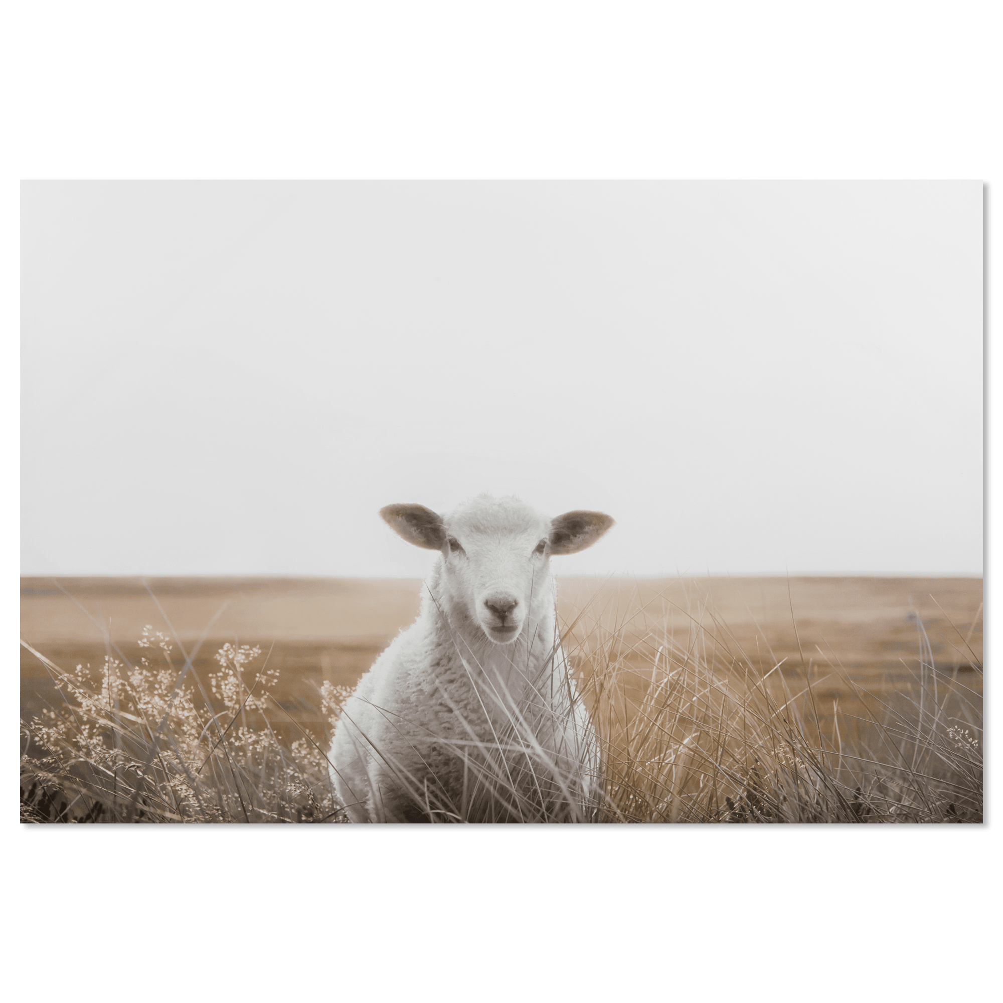 Tableau imprimé agneau dans un champ