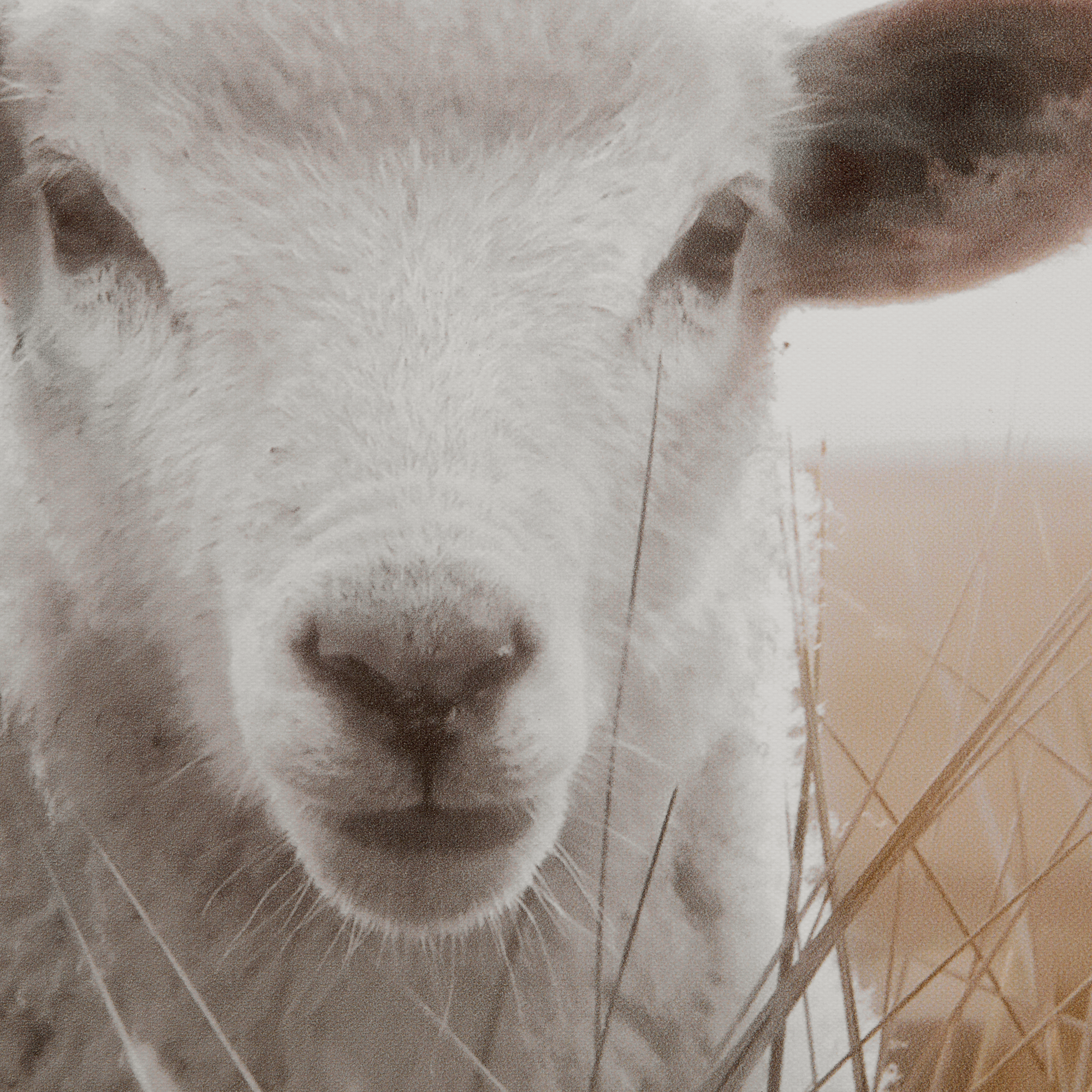 Tableau imprimé agneau dans un champ
