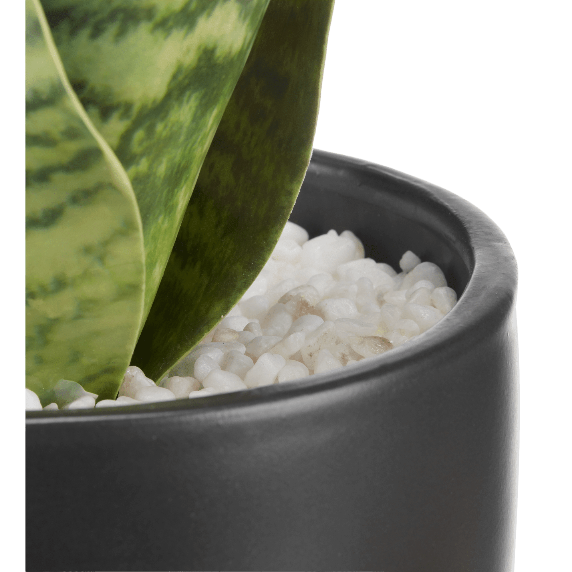 Artificial Plant in Black Matte Ceramic Pot