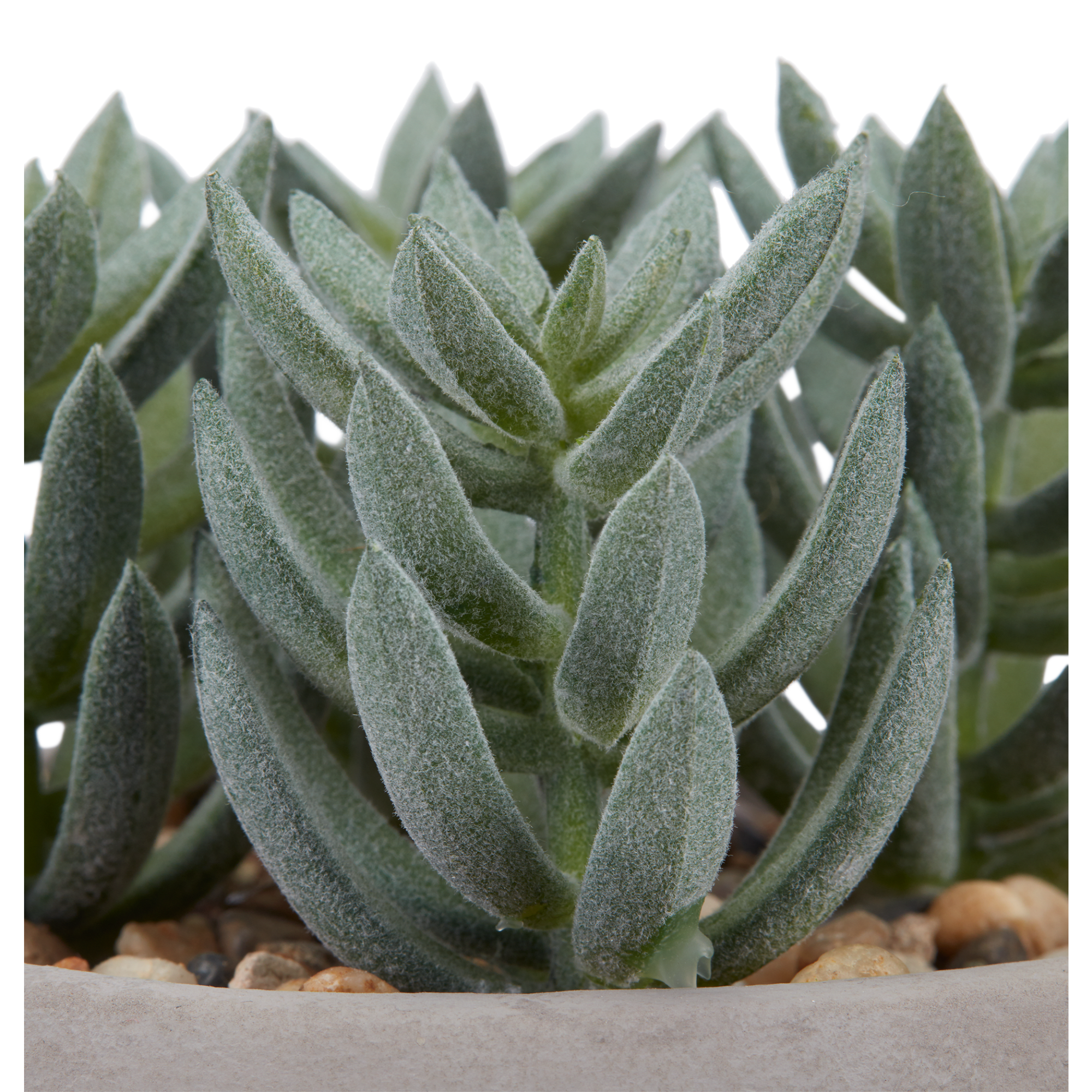 Succulente artificielle en pot gris